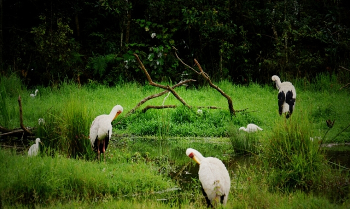 �ն�����ɭ�ֹ�԰